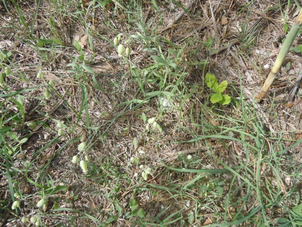 Silene vulgaris